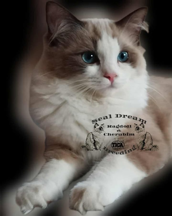 KCh. Phoenix DPD (A) 2025.06.03. Seal mink bicolour