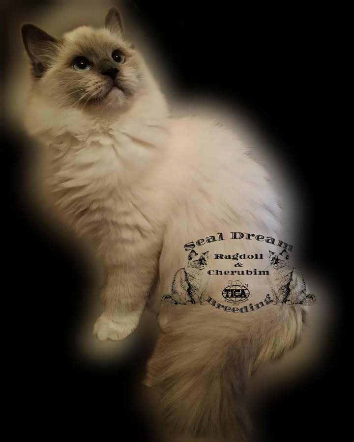 SD Amika *H 2025.06.02. Blue mitted