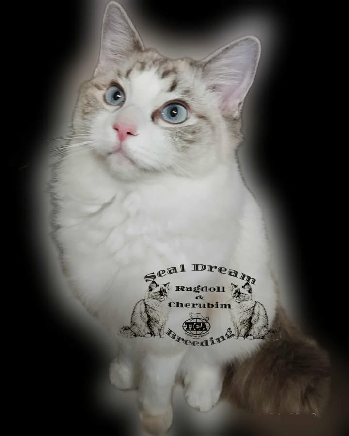 SD Alina *H 2025.06.02. Seal lynx bicolour