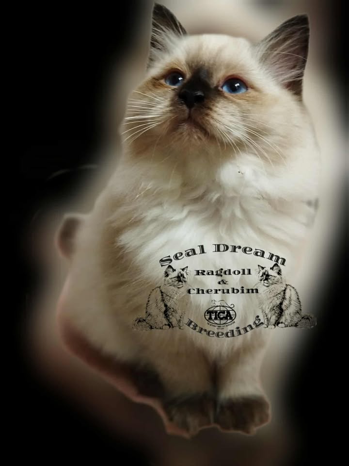 JCh.KCh.Yasmin FBE (H) 2024.09.18. Seal point