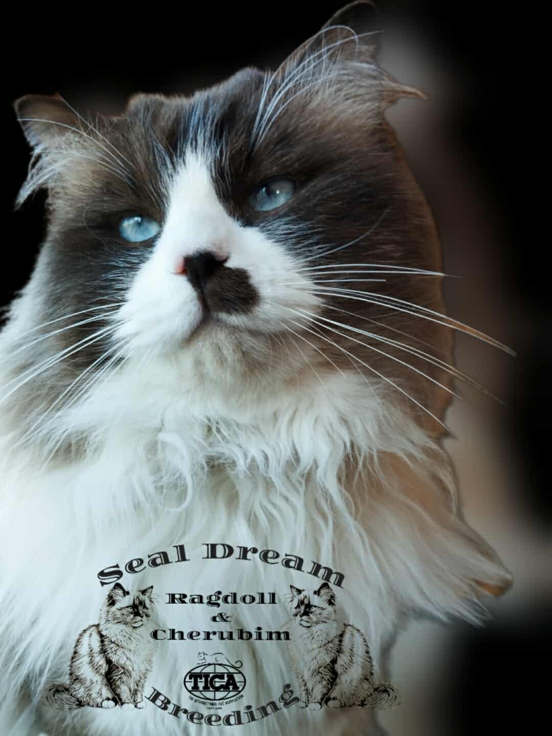 EBS Artur (H) 2022.06.07. Seal Bicolour