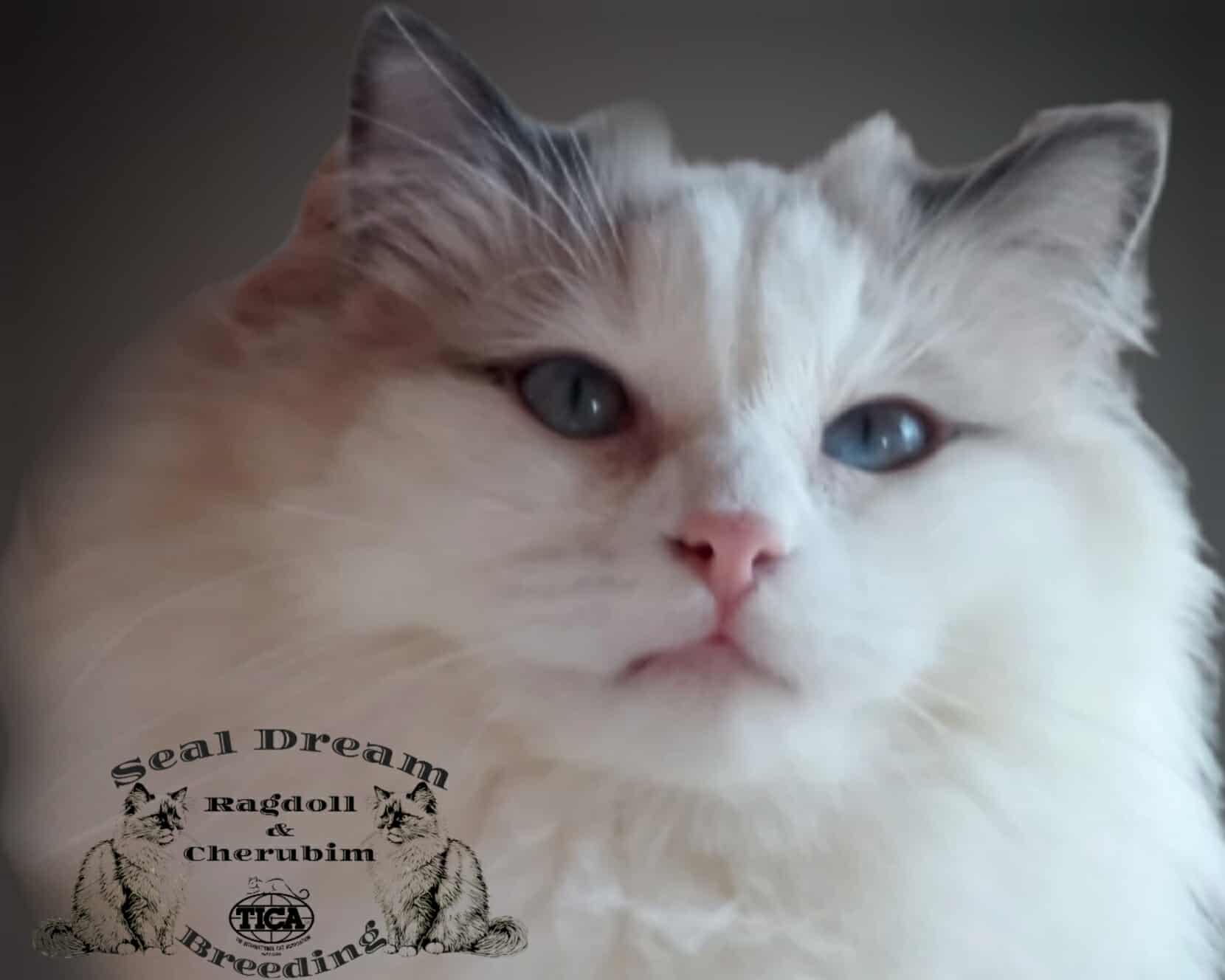 Ch.Dixie DL (SL) 2022.03.14. Blue bicolour