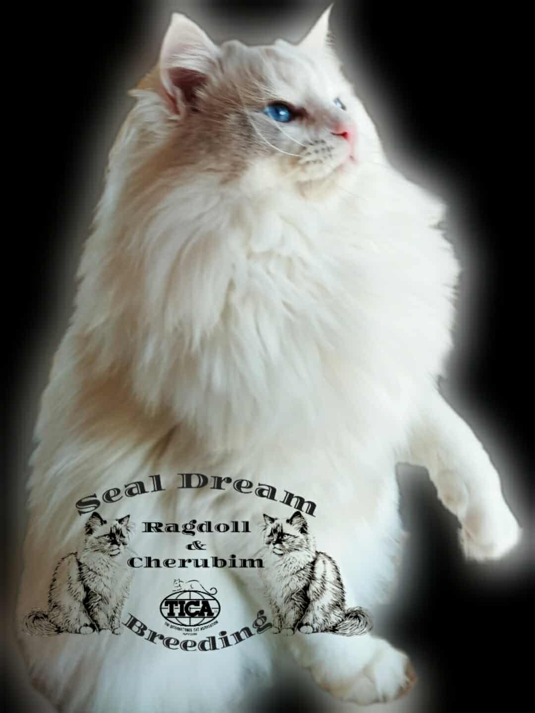 Zack FBE (H) 2023.04.26. Lilac tortie