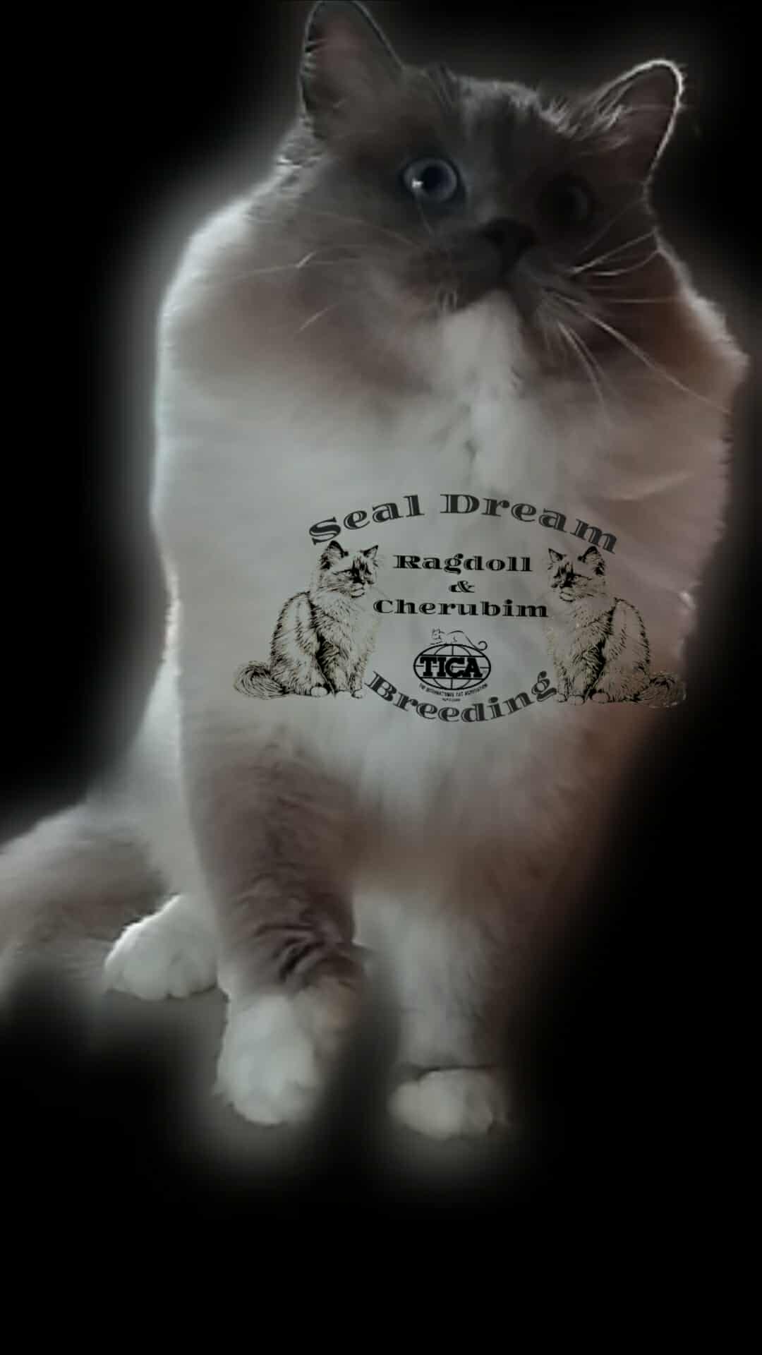 ICh. Ch. Leo L. (CZ) 2023.02.24. Blue mitted